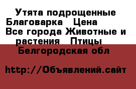 Утята подрощенные Благоварка › Цена ­ 100 - Все города Животные и растения » Птицы   . Белгородская обл.